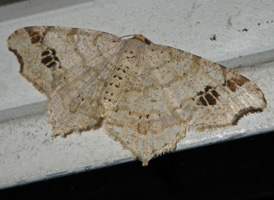 Common Angle